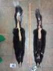 Tanned  Skunk Pelt  Winter Hide Skin Animal Fur Good Leather