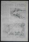 Wild Cattle At Chillingham Artist George Armour 1913 3 Page Article 8601