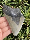 Natural Beautiful 4 06    Megalodon Tooth Fossil Shark Teeth