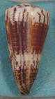 Conus Vitulinus 48mm Langford Reef australia Formerly Vitulinus Fulmineus Unreco
