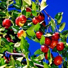 10 Jujube Fruit Tree Seeds Red Chinese Date Indian Plum Superfruit Fast Hardy