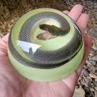 Real Snake In Resin  Glow In The Dark  Oddities Curiosities  Enhydris Plumbea