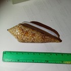 Conus Gloriamaris  extremely Rare - Beautiful Glory Of The Sea  12 4 Cm - 72 Gr 