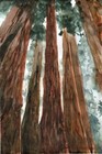 Redwood Forest    Signed Le Art Print    Sandra Watercolors    California