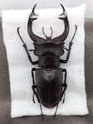 Lucanus Cervus Judaicus  88mm - Turkey