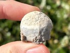 Aryballocrinus Whitei Crinoid Fossil New Mexico Lake Valley Formation