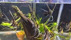Angel Fish 5 Packs Or 1male 1 Female 3 To 4 Inch Sub Adults   Over Night Ship On