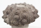 Sea Urchin Fossil Shell Mineral Echinoid Echinoderm Specimen Morocco