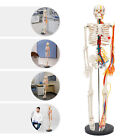 34  Half Life Size Human Skeleton Anatomical Model For Human Anatomy Medical