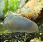 25 Live Aquarium Freshwater Pond Snails Cleaner Algae Feeders Detritus
