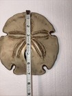 Vintage  Resin Sand Dollar  Gold Wash    9722  Wall Plaque