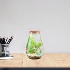 Terrarium Bottle Ecological Glass Bottle Micro Landscape Vase