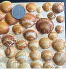 Shell From Japan   clams  Very Small To Small