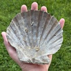 Pretty 5 75  Fossil Scallop Seashell Chesapecten Va Megalodon Era Beach Decor