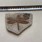 Unique Dragonfly Fossils From A Rare Chinese Triassic Collection