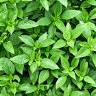 Heirloom Herb Seeds Variety Pack  1800  Seed Basil Rosemary For Indoor Outdoor