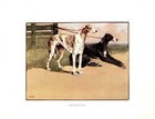 C1920 Antique Greyhound Dog Art Print Vernon Stokes Dog Art Illustration 4251c