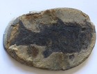 Fossil Fish Paramblypterus Gilberti Permian Old Collection Jeckenbach Germany