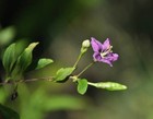 100 Goji Berry Seeds   Sale Free Shipping Non Gmo Heirloom