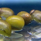 Live Olive Nerite Snail 10 3  Free Plants