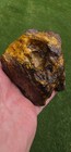 Huge Chunk Of Xiphactinus Skull Jaw Section Cretaceous Ozan Fish Tx