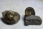  Fossil Scaphites Ammonite Pair Fox Hills Formation Cretaceous South Dakota