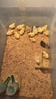 12 Button Quail Hatching Eggs   Variety Of Color