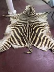Vtg Authentic South African Lg Burchell s Zebra Animal Skin Hide Rug 100  X 75 