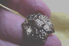Vintage Realistic Metal Button - Grapes   Leaves  2838 