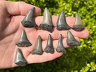 Fossil Mako Sharks Teeth Lot Of 10 South Carolina Megalodon Age Shark Tooth