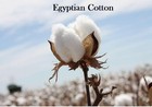Solid Dust Ruffle Gathered Bed Skirt Egyptian Cotton    Drop 17  18  21   22  In