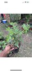 Peggy Martin  2-3ft   7 Sisters Rose  1ft combo  Deal