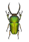 Metallic Green Sawtooth Stag Beetle  Lamprima Adolphinae  Unspread