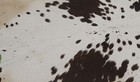 New Cowhide Rugs Area Cow Skin Leather 14 33 Sq feet  48 x43   Cow Hide U-1303