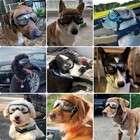 Dog Goggles Large Breed  Large Dog Sunglasses Eye Protection For Dogs Windproof