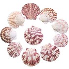 Scallop Shell Natural Seashell From Sea Beach For Diy Crafts Decor For Wedding 