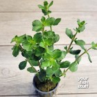 Water Wisteria Hygrophila Difformis Live Aquarium Plant-shipping W  Free Heat Pk