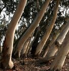 Eucalyptus Brevifolia   Snappy White Gum    20 Seeds