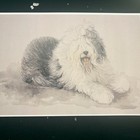 Old English Sheepdog Martha Van Loan Print 11 X 17