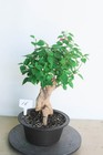 Bougaivillea Imported Flowering Bons ai Tree  16       Trunk  3 0  X  17 h
