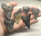 Megalodon Tooth Lot 6 Teeth Venice Florida