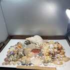 Lot Of 117  Seashell Coastal Collection Premium Hand Curated