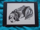 Shaggy Dog Small Print In 5x7 Ready For Framing