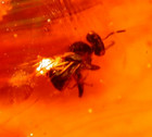 Extinct Bee With Carpenter Ant And Large Moth 10 Flies In Dominican Amber Fossil