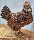 6 Russian Orloff Htching Eggs Npip