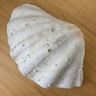 Natural Giant Clam Shell Tridacna Gigias 15  X 11 