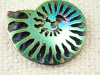 Polished Teal Blue And Green Titanium Pyrite Ammonite Fossil Russia 5 48