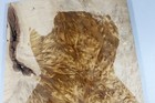 10mm 5a Electric Bass Drop Top Birdseye Golden Camphor Wood Burl Luthier Supply