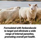 Safe-guard Fenbendazole Dewormer Liquid 125ml - Effective Broad-spectrum Parasit