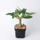 Succulent Cactus Plant Pachypodium Baronii Var Windsorii Home Garden Plant